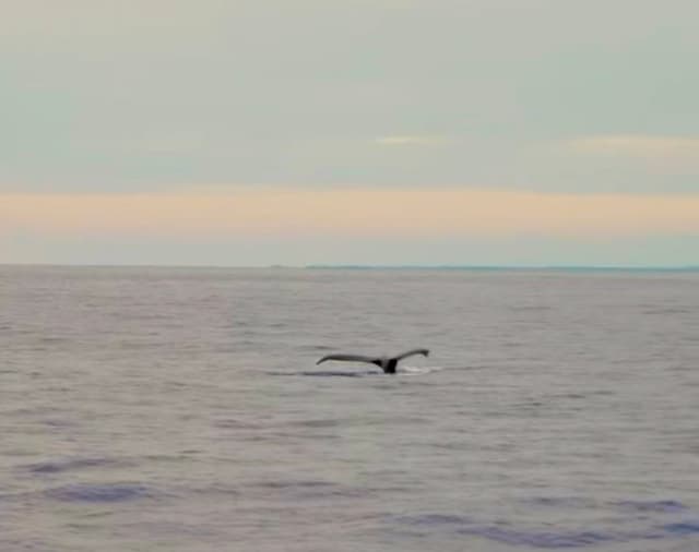 Humpback Whales, Kona, and the Sanctuary That Protects Them