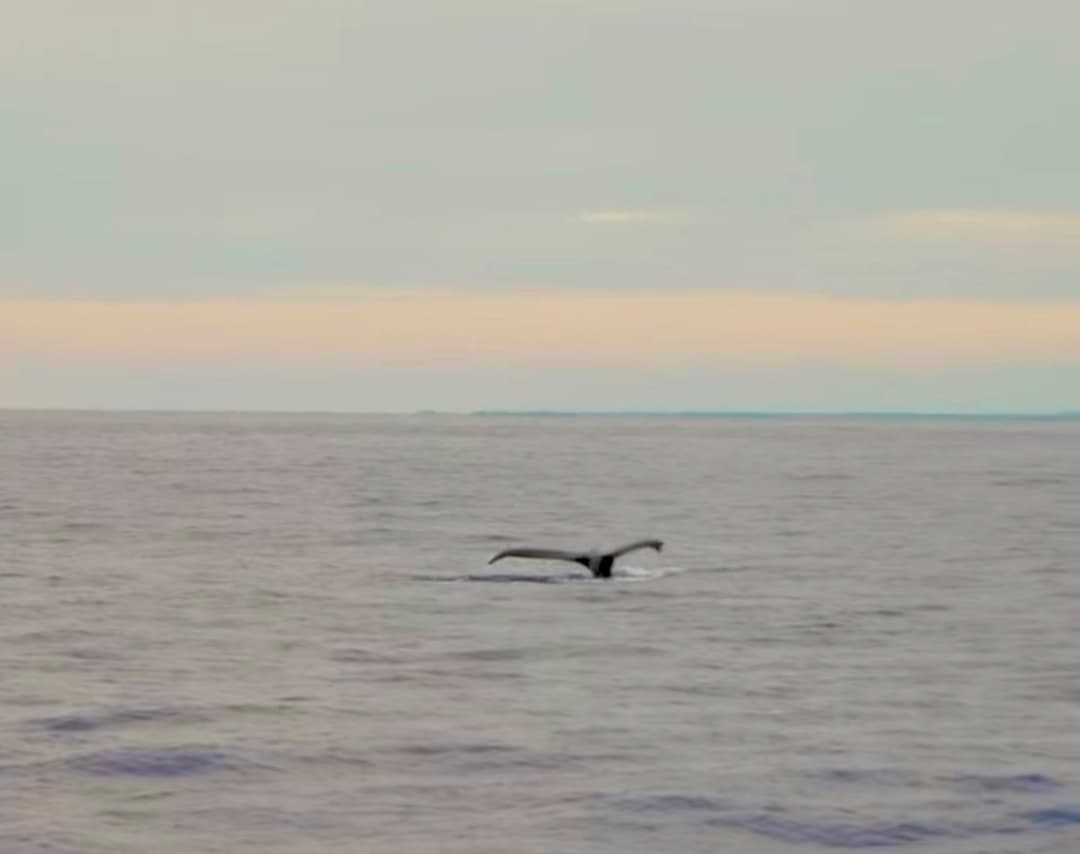 Humpback Whales, Kona, and the Sanctuary That Protects Them