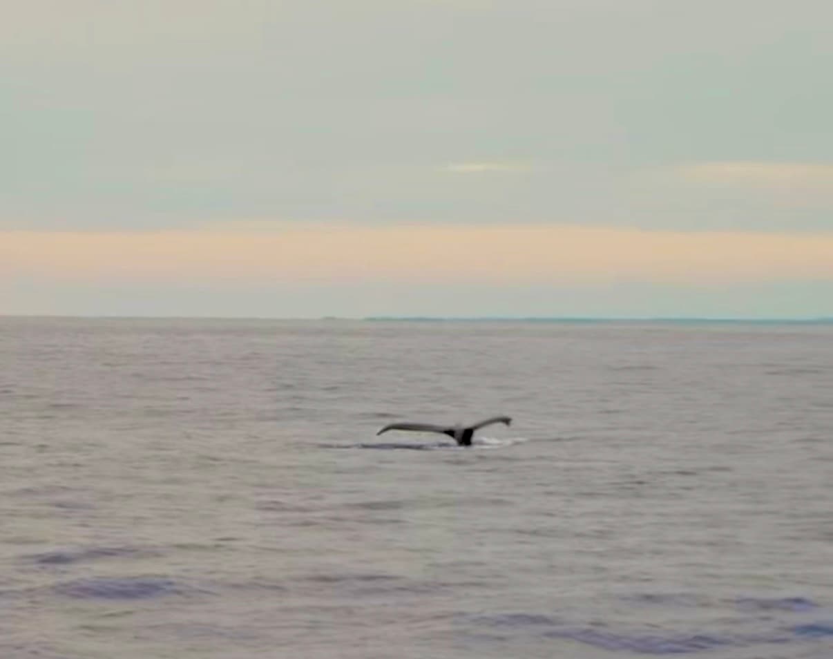 Humpback Whales, Kona, and the Sanctuary That Protects Them