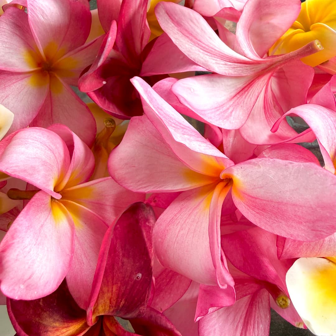 Why Leis in Hawaii Are So Much More Than Flowers