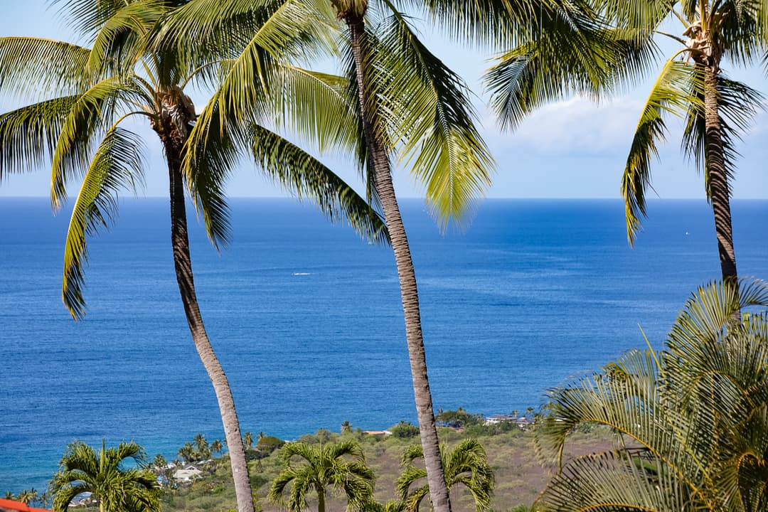 Palm trees with ocean view Keauhou