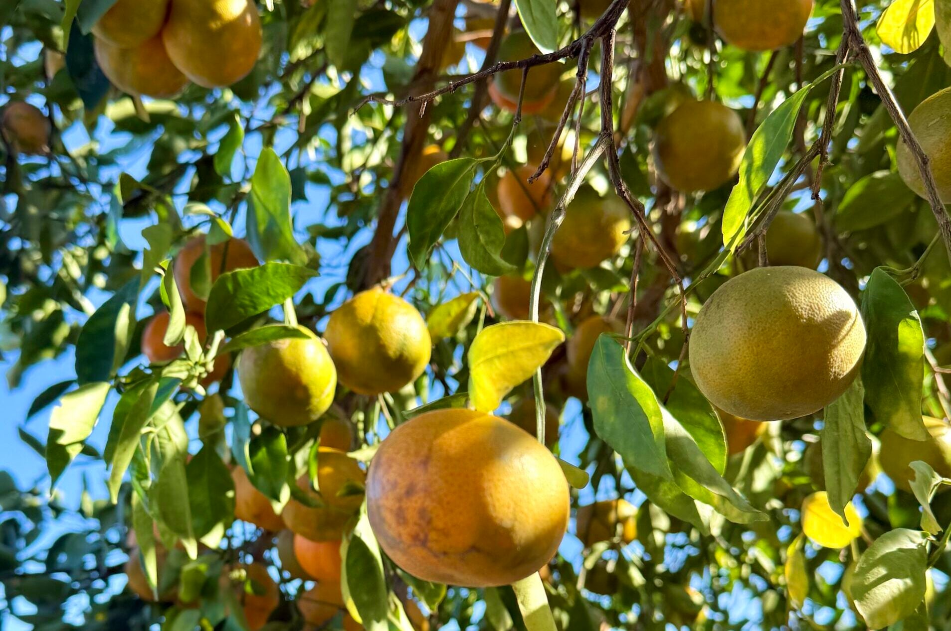 Gentleman's farm was used to offset real property tax in Hawiaii. The tax system will change in 2026.